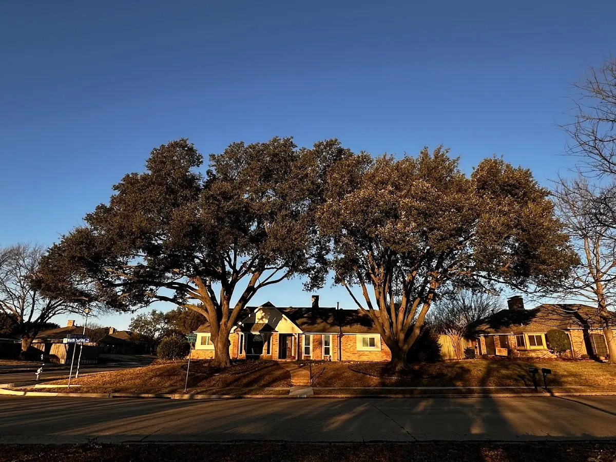 Established residential canopy tree shading a home in Valier